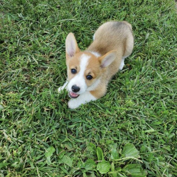 Meet your Posher, Cara - Picture 1 of 1